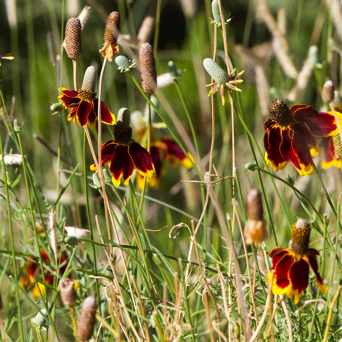 Ratibida columnifera pulcherrima - Mexicaanse hoed Pulcherrima - Bloeiende vaste planten
