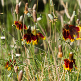 Ratibida columnifera pulcherrima - Mexicaanse hoed Pulcherrima - Bloeiende vaste planten