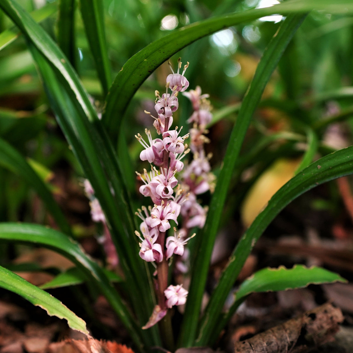 Chinese lelietje-van-dalen - Reineckea carnea - Willemse
