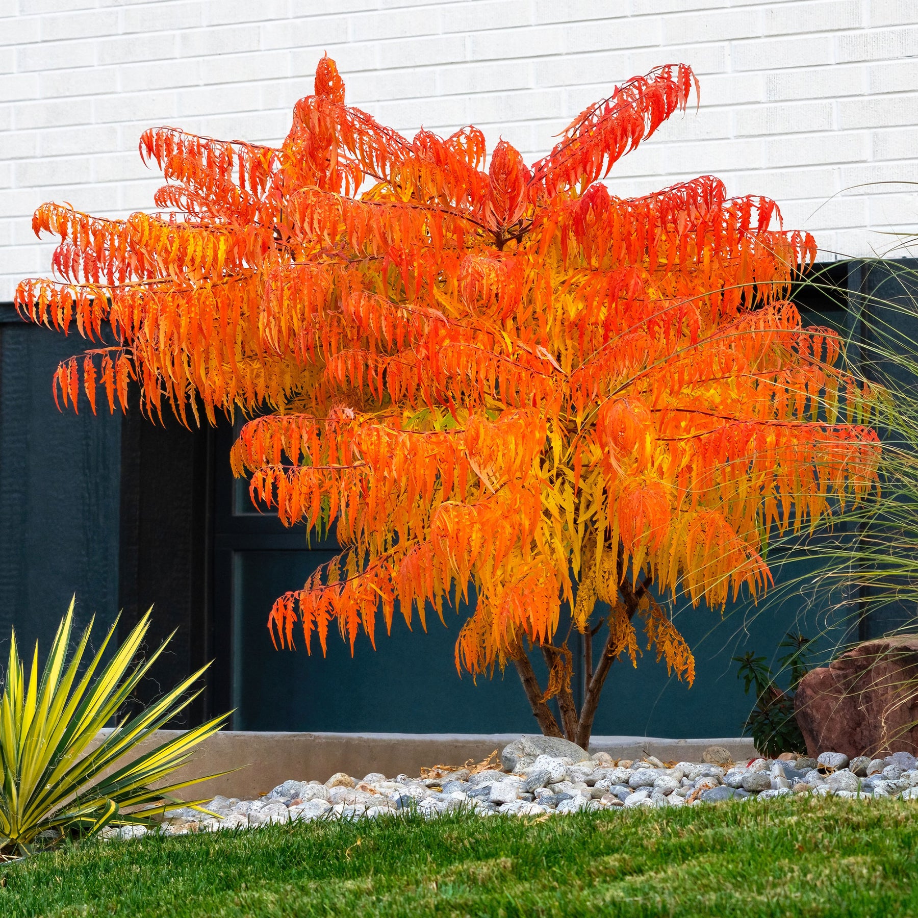 Rhus typhina Tiger Eyes - Azijnboom Tiger Eyes - Sierheesters