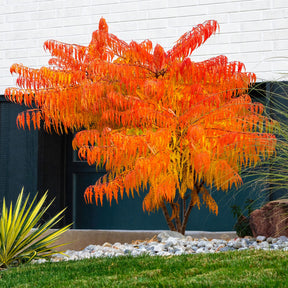 Rhus typhina Tiger Eyes - Azijnboom Tiger Eyes - Sierheesters
