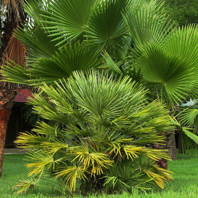 Dwerg sabal - Dwerg waaierpalm - Willemse