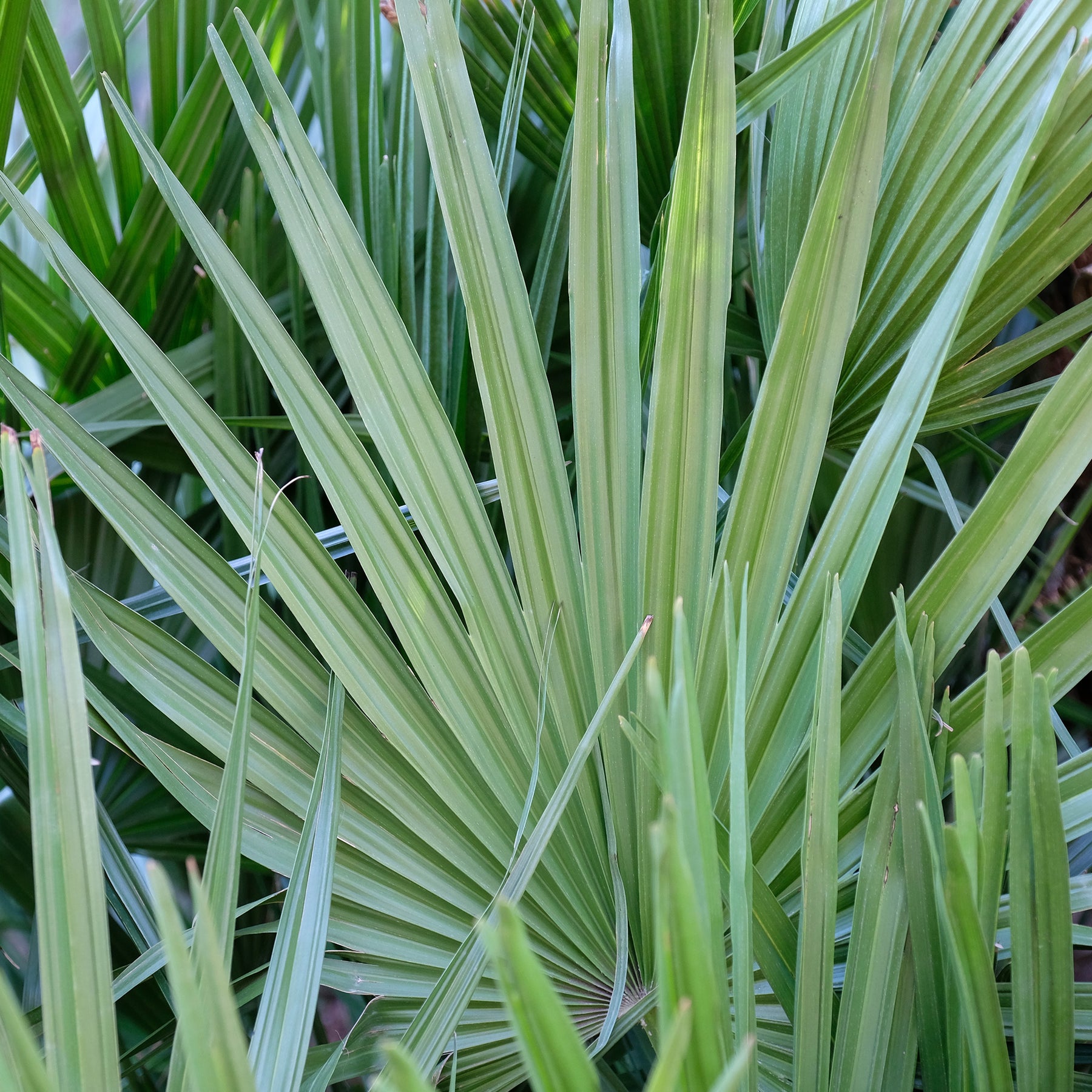 Dwerg sabal - Dwerg waaierpalm - Sabal minor - Willemse