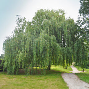 Treurwilg - Salix babylonica - Willemse
