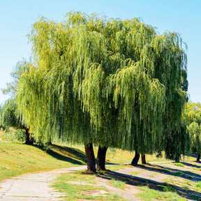 Wilg - Treurwilg - Salix babylonica