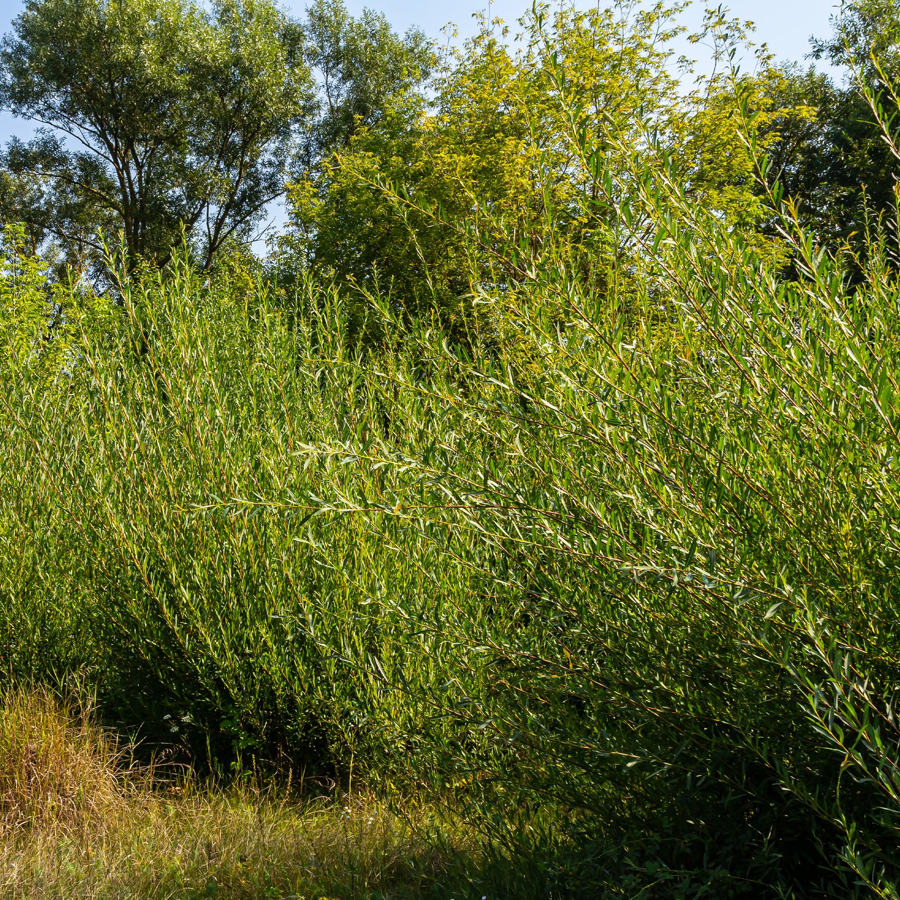Rode kornoelje - Salix purpurea - Willemse