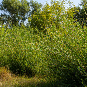 Rode kornoelje - Salix purpurea - Willemse