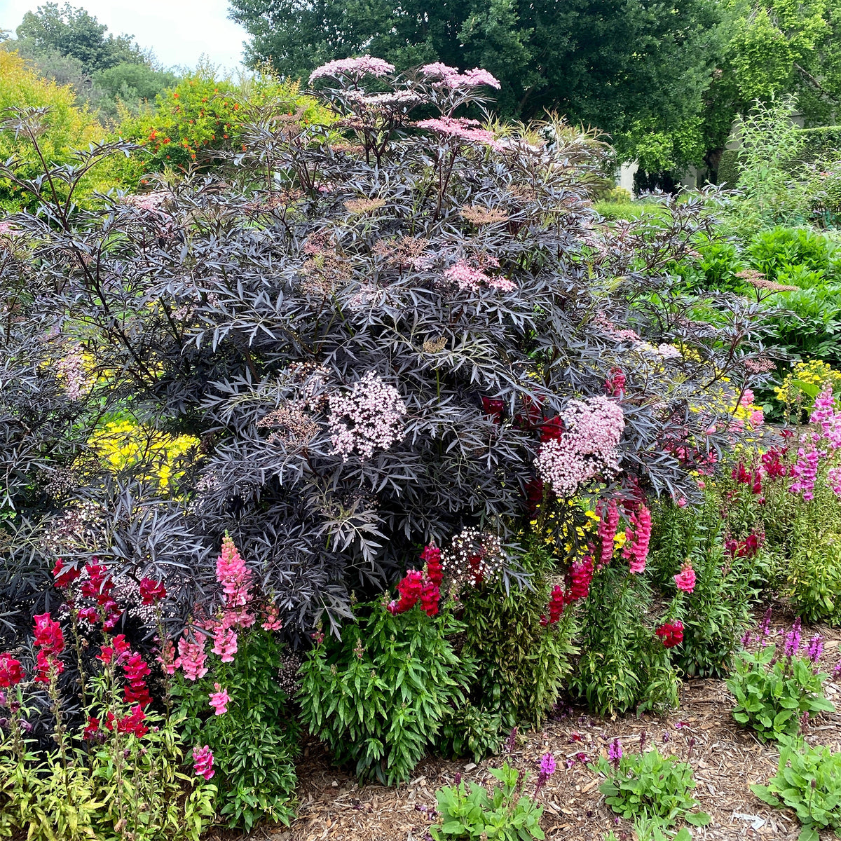 Sambucus - Vlier - Zwarte vlier Black Lace® - Sambucus nigra Black Lace®
