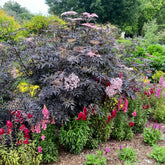 Sambucus - Vlier - Zwarte vlier Black Lace® - Sambucus nigra Black Lace®