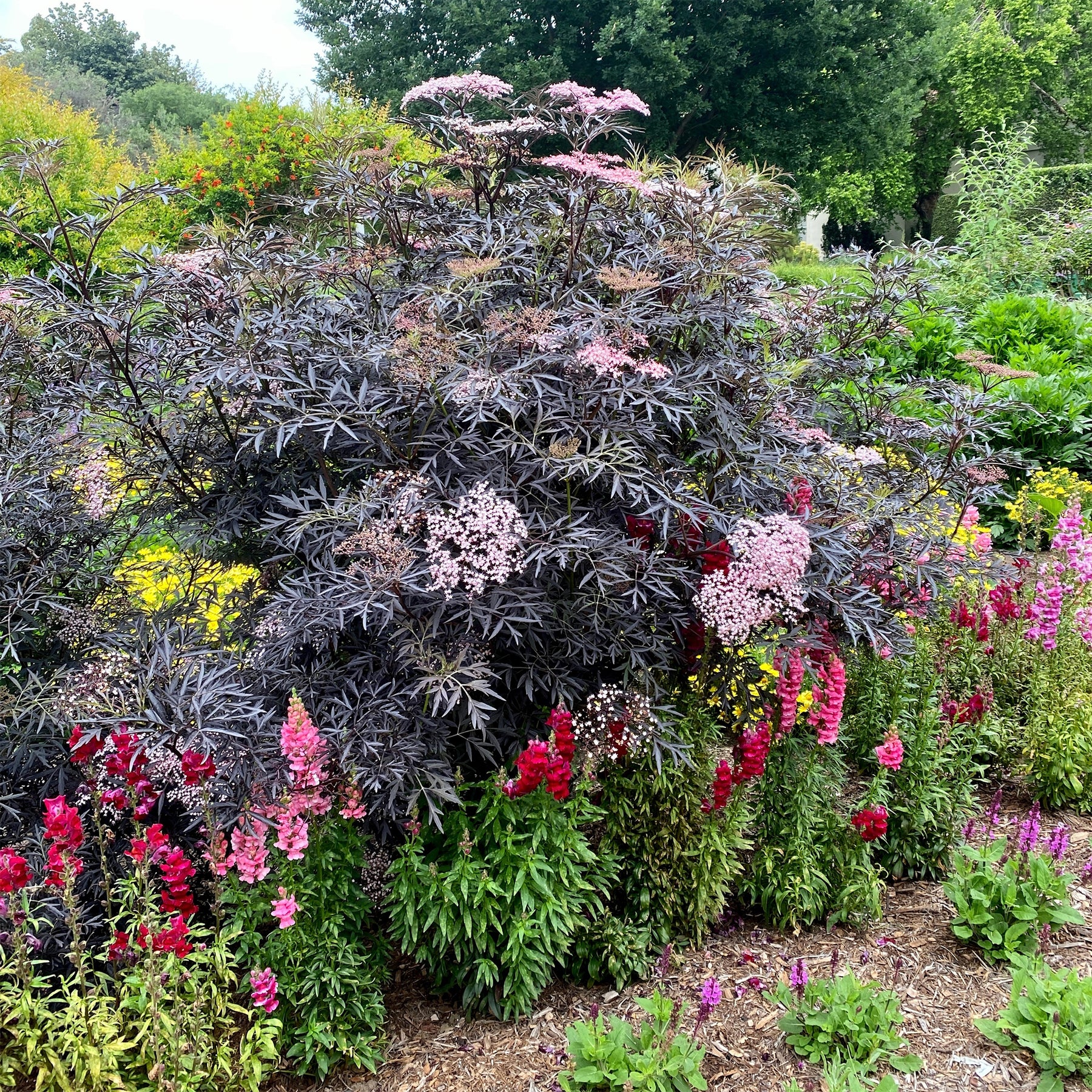 Sambucus - Vlier - Zwarte vlier Black Lace® - Sambucus nigra Black Lace®