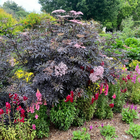 Sambucus - Vlier - Zwarte vlier Black Lace® - Sambucus nigra Black Lace®