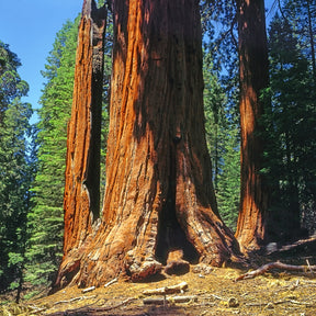 Mammoetboom - Sequoiadendron giganteum - Willemse