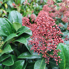 Japanse skimmia Rubella - Willemse