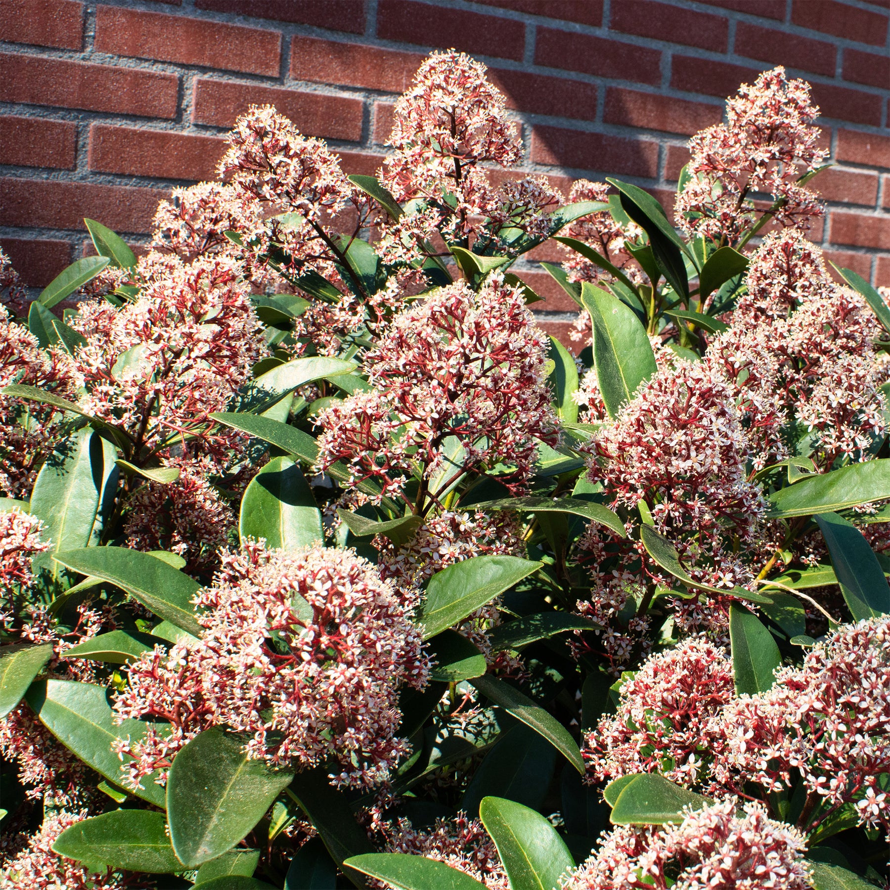 Verkoop Japanse skimmia Rubella - Skimmia japonica Rubella