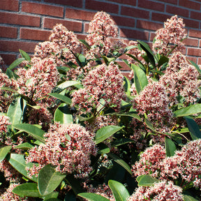 Verkoop Japanse skimmia Rubella - Skimmia japonica Rubella