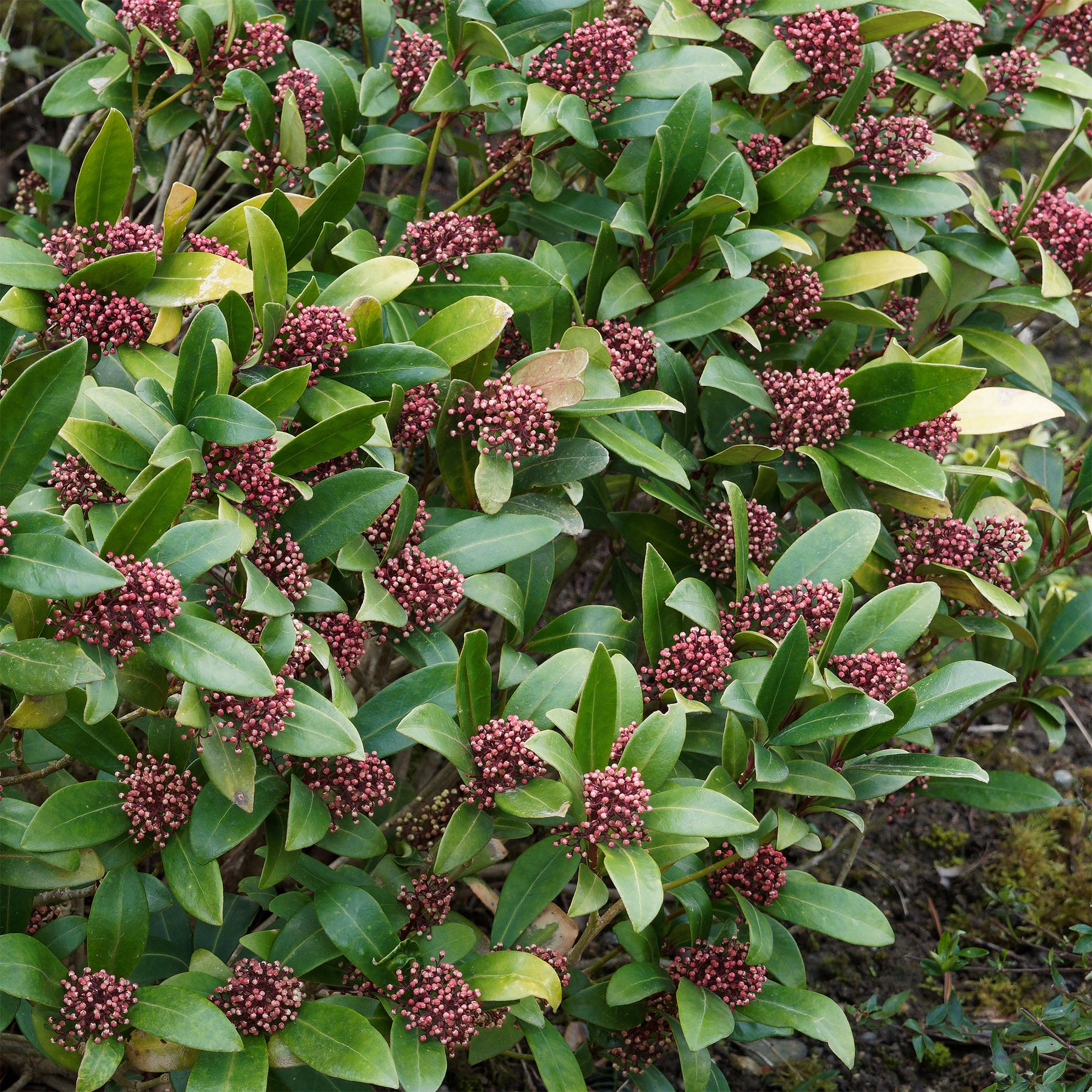 Japanse skimmia Rubella - Skimmia japonica Rubella - Willemse