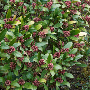 Japanse skimmia Rubella - Skimmia japonica Rubella - Willemse