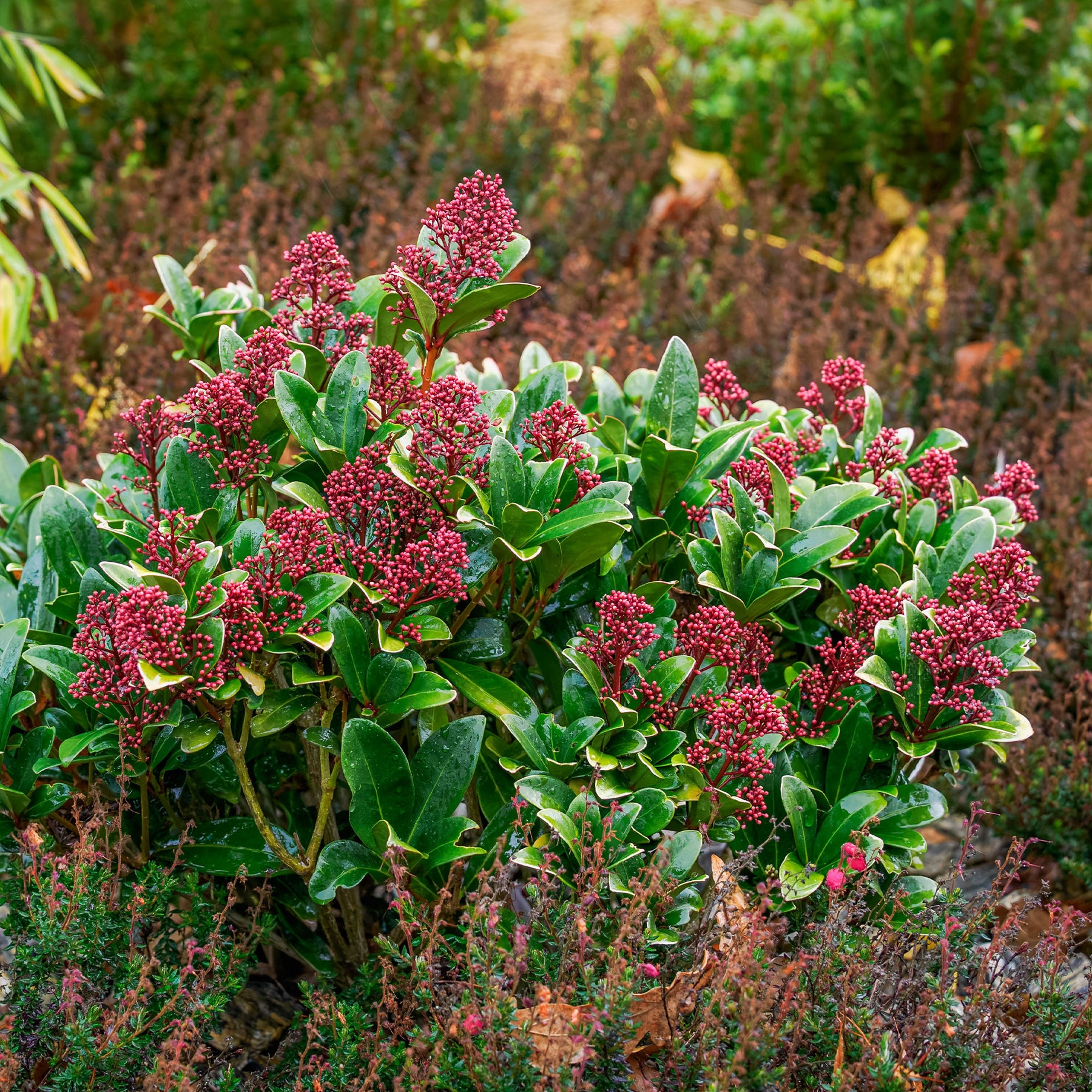 Japanse skimmia Rubella - Skimmia - Willemse