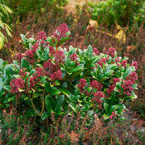 Japanse skimmia Rubella - Skimmia - Willemse