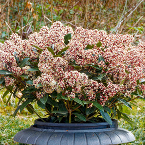 Verkoop Japanse skimmia Rubella