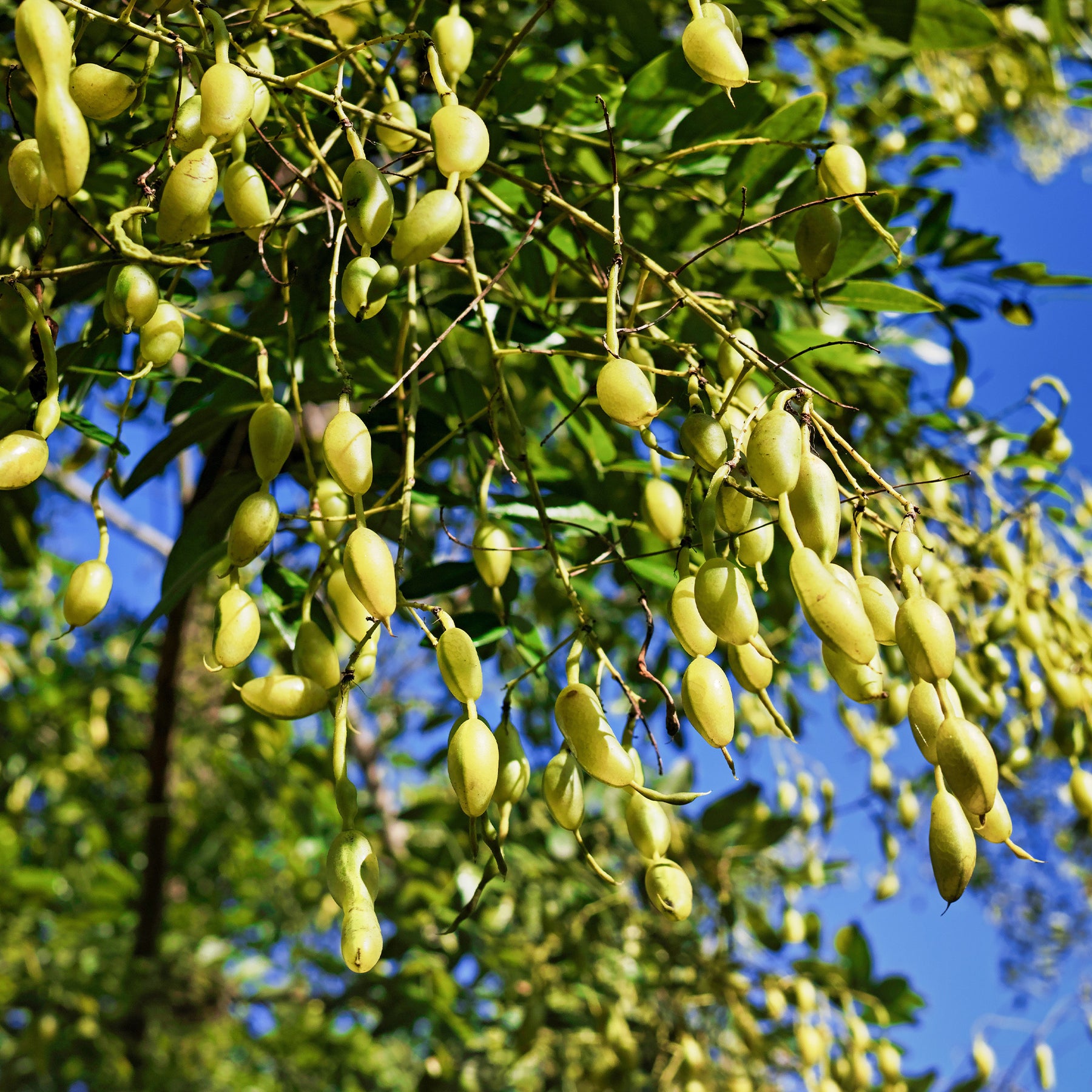 Sophora japonica - Japanse pagodeboom - Bomen