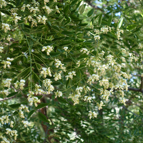 Bomen - Japanse pagodeboom - Sophora japonica