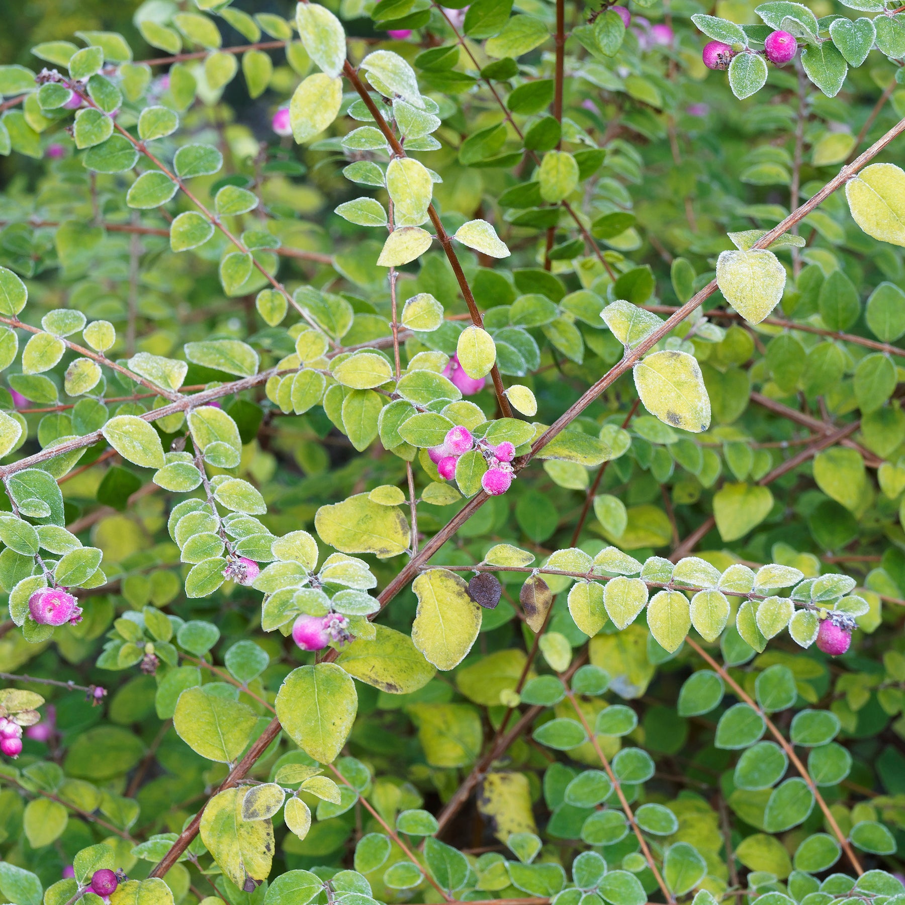 Symphoricarpos - Sneeuwbes - Sneeuwbes Hancock - Symphoricarpos chenaultii Hancock
