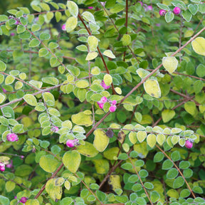 Symphoricarpos - Sneeuwbes - Sneeuwbes Hancock - Symphoricarpos chenaultii Hancock