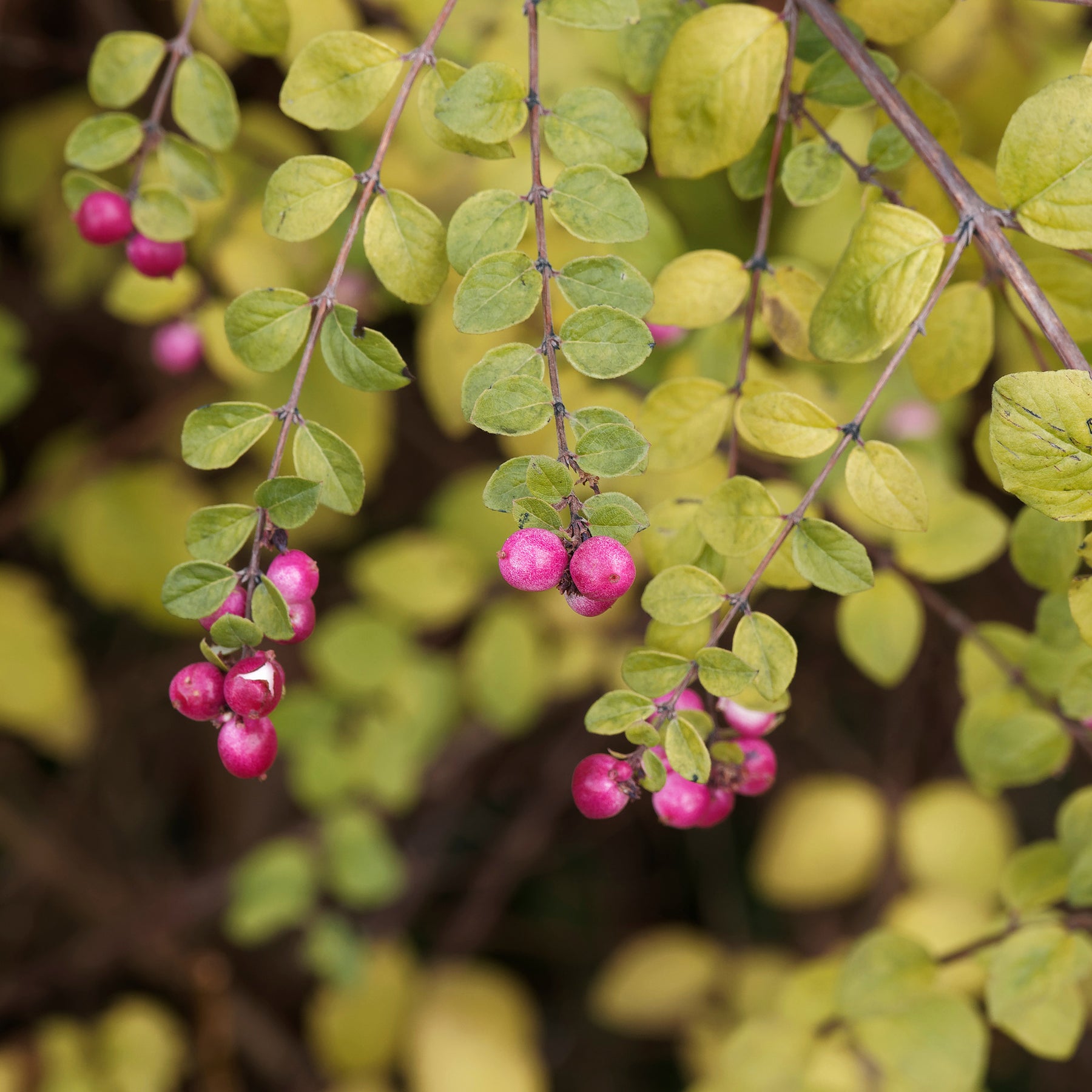 Sneeuwbes Hancock - Symphoricarpos chenaultii Hancock - Willemse