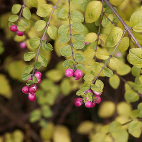 Sneeuwbes Hancock - Symphoricarpos chenaultii Hancock - Willemse