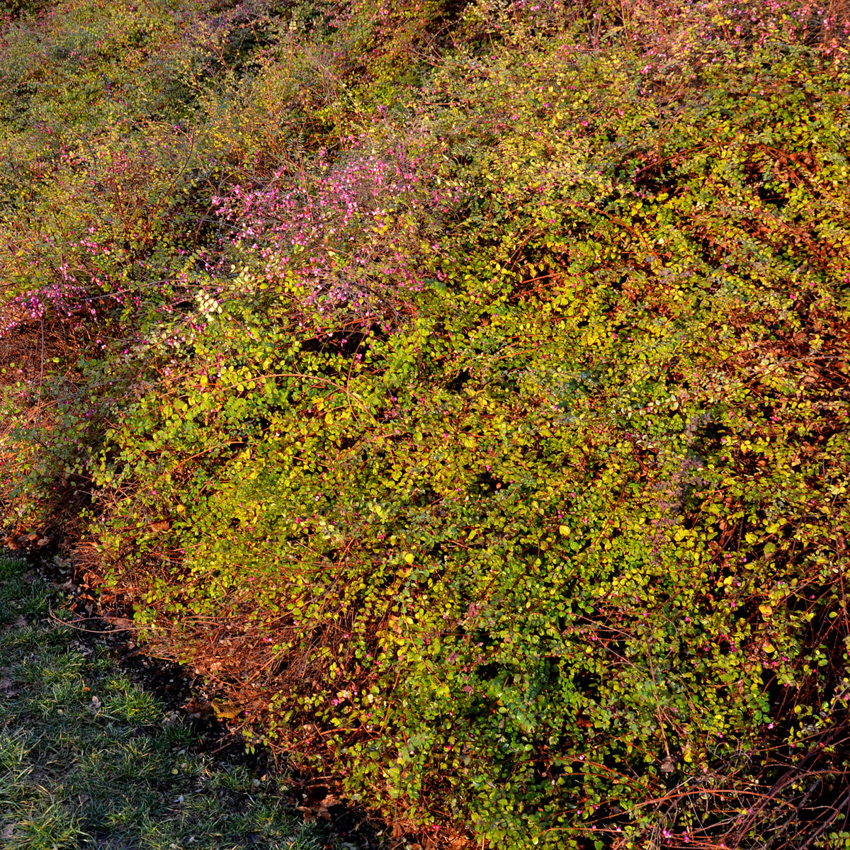 Symphoricarpos chenaultii Hancock - Sneeuwbes Hancock - Symphoricarpos - Sneeuwbes
