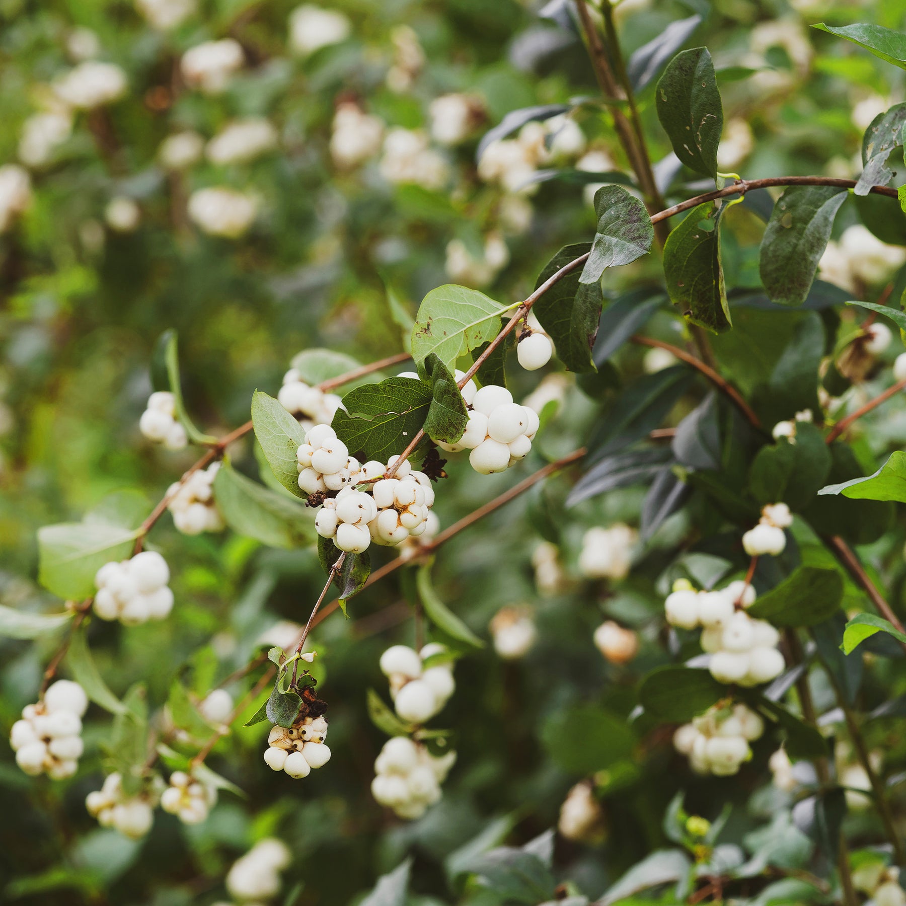 Sneeuwbes White Hedge - Willemse