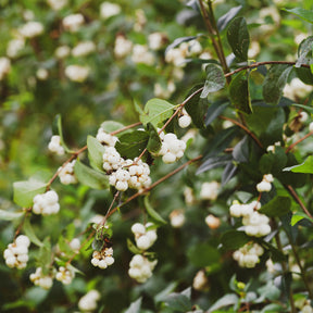 Sneeuwbes White Hedge - Willemse