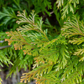 Hiba cipres - Willemse