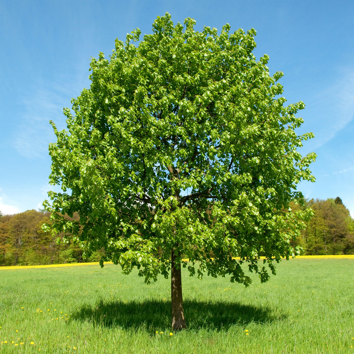 Verkoop Grootbladige linde - Tilia platyphyllos
