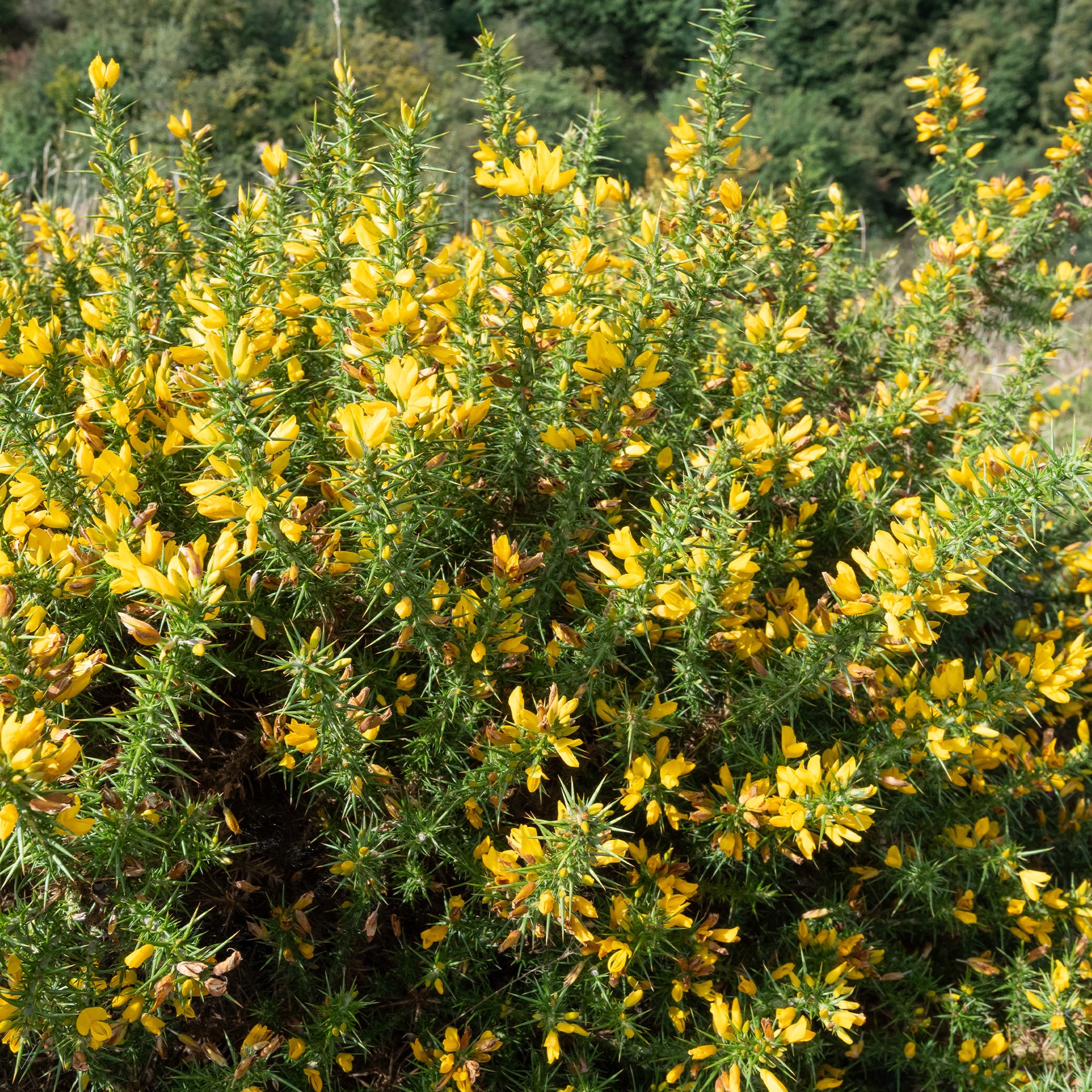 Gaspeldoorn - Ulex europaeus - Willemse