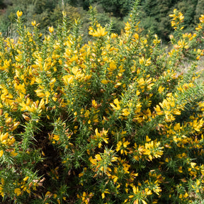 Gaspeldoorn - Ulex europaeus - Willemse