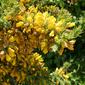 Gaspeldoorn - Willemse