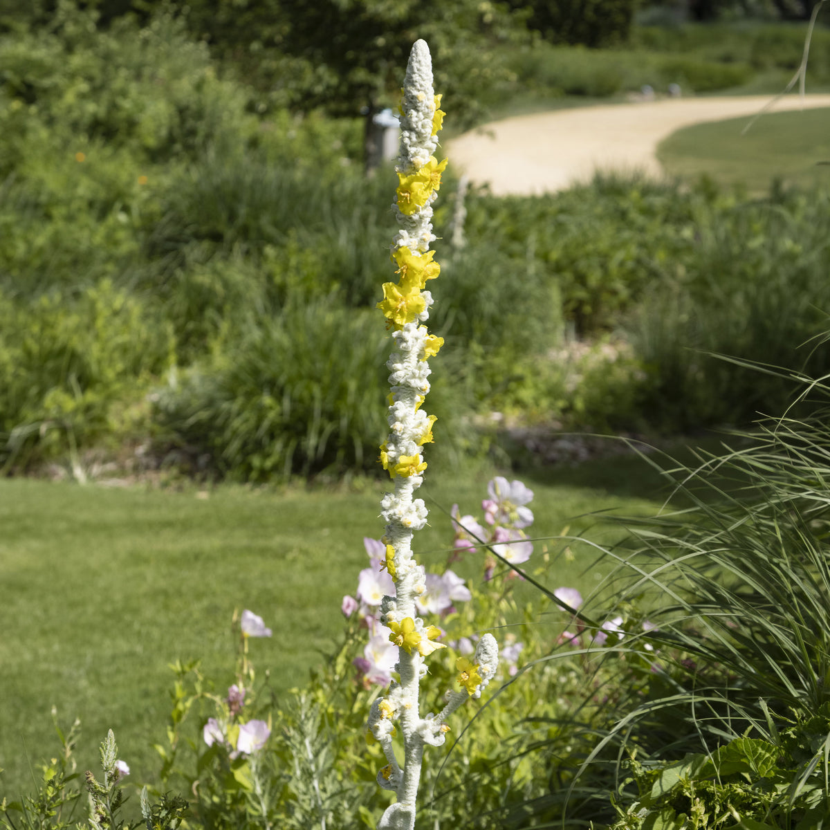 Toorts - Verbascum bombyciferum - Willemse