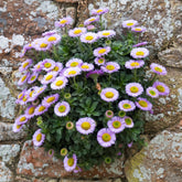 Erigeron glaucus - Fijnstraal met blauwe bladeren - Erigeron