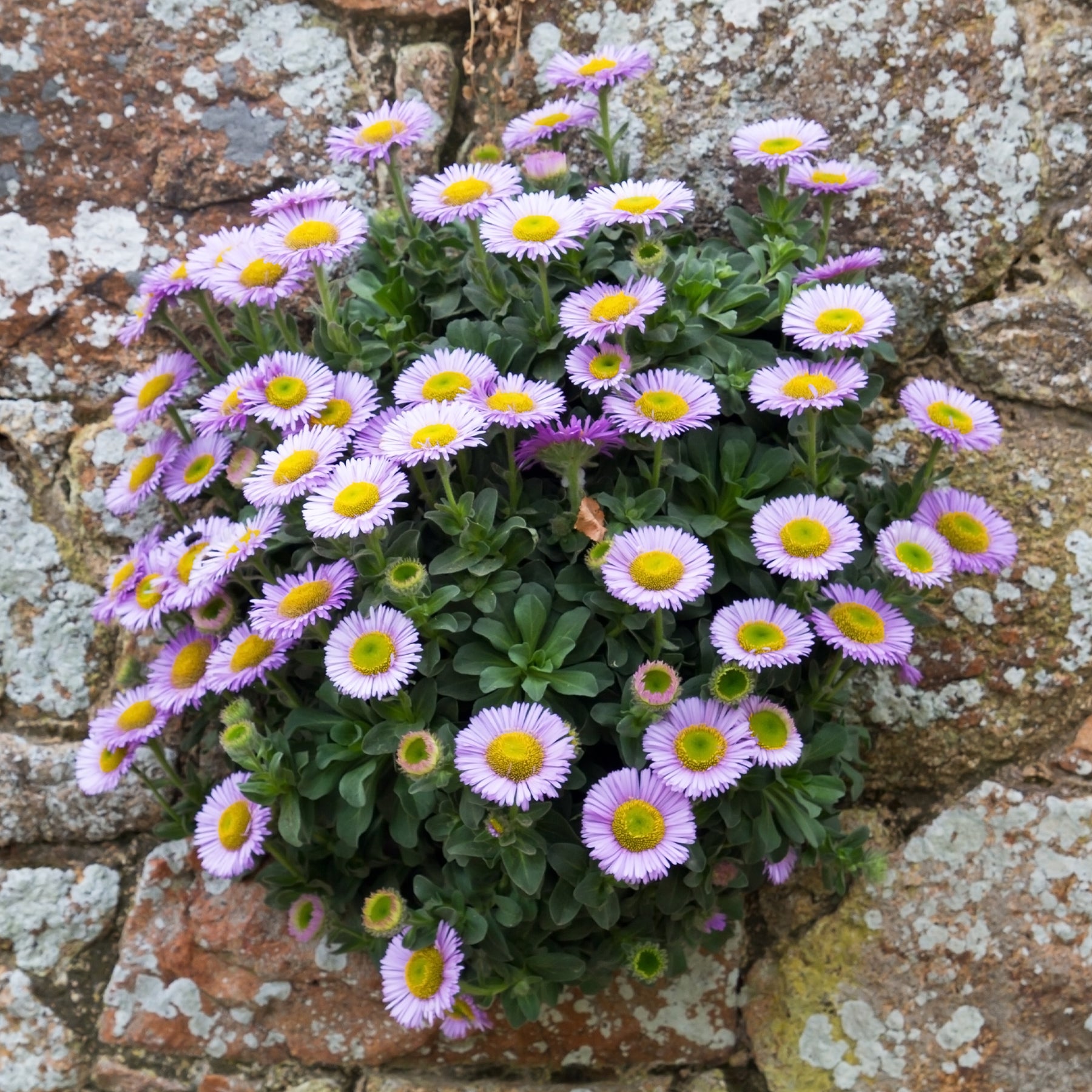 Erigeron glaucus - Fijnstraal met blauwe bladeren - Erigeron