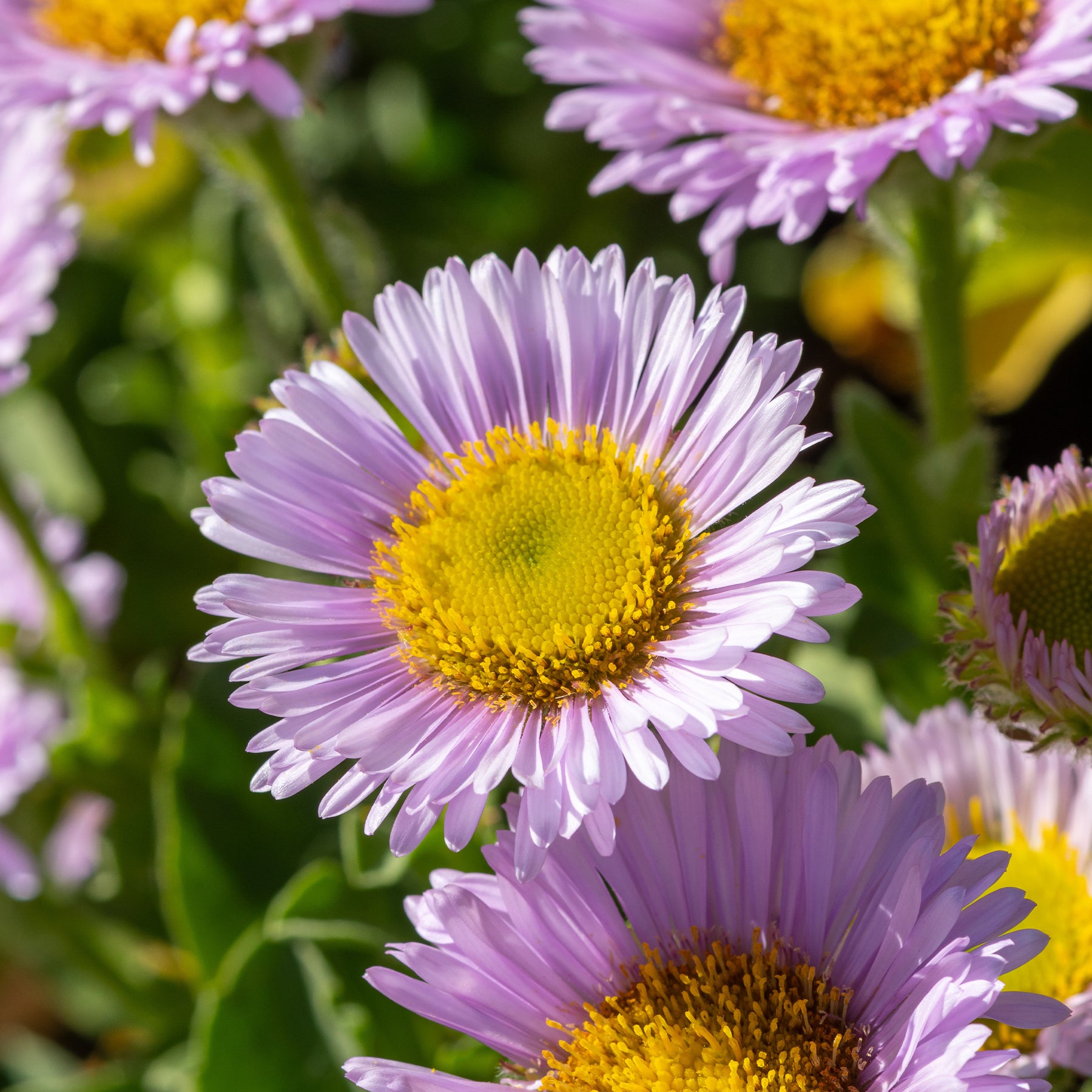 Fijnstraal met blauwe bladeren - Willemse