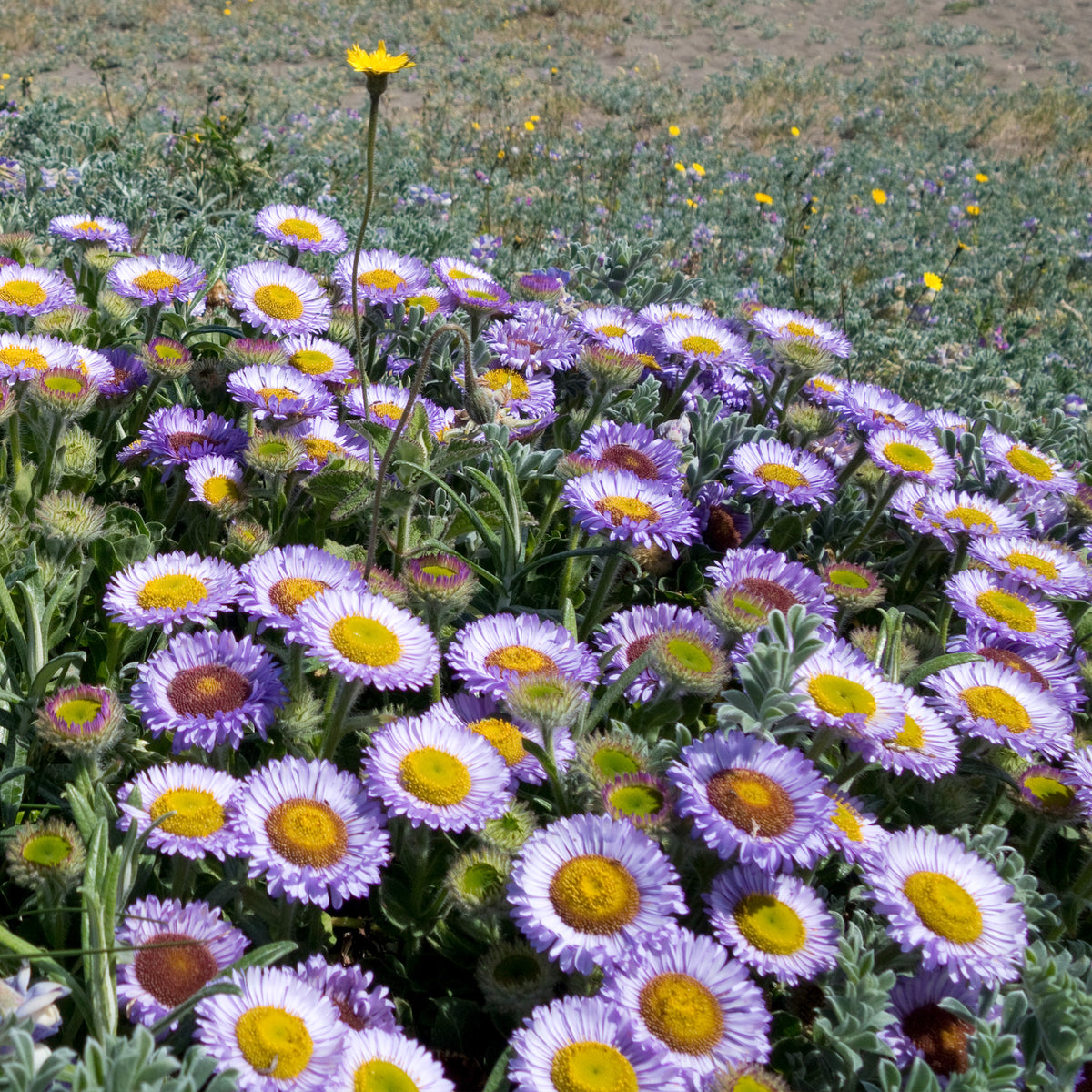 Fijnstraal met blauwe bladeren - Erigeron glaucus - Willemse