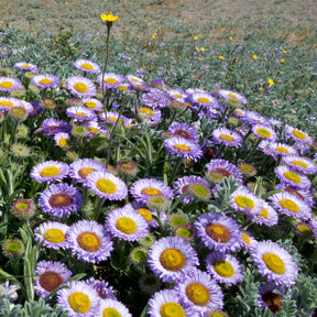 Fijnstraal met blauwe bladeren - Erigeron glaucus - Willemse