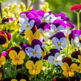 Gehoornde viooltje - Viola cornuta - Willemse