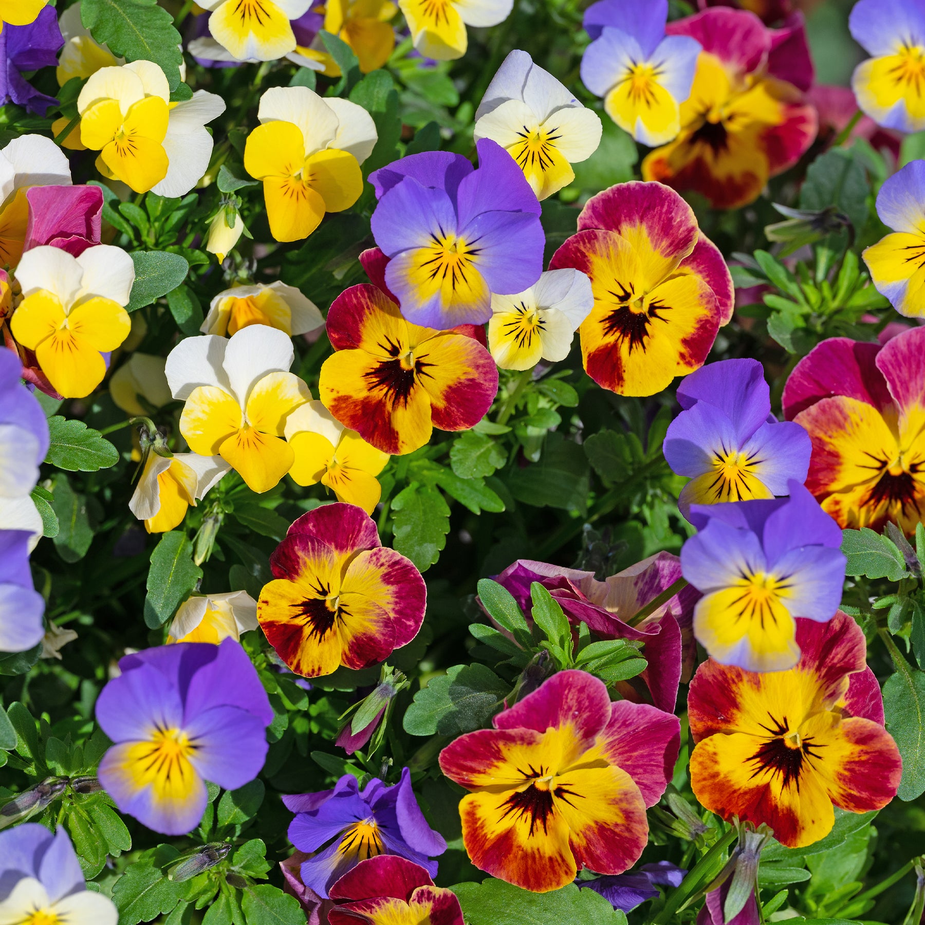 Gehoornde viooltje - Willemse