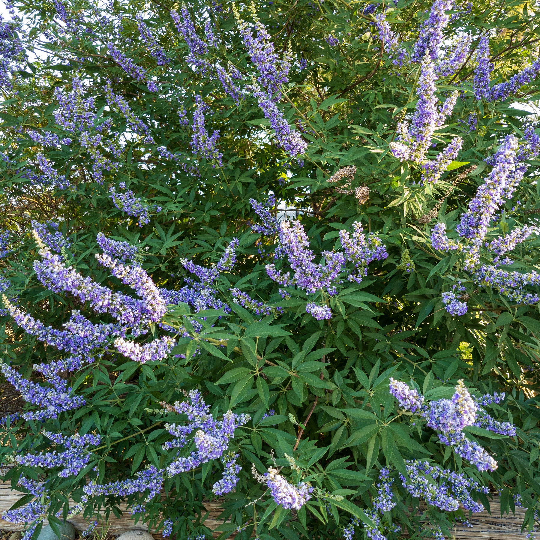 Monnikspeper Delta Blues - Willemse