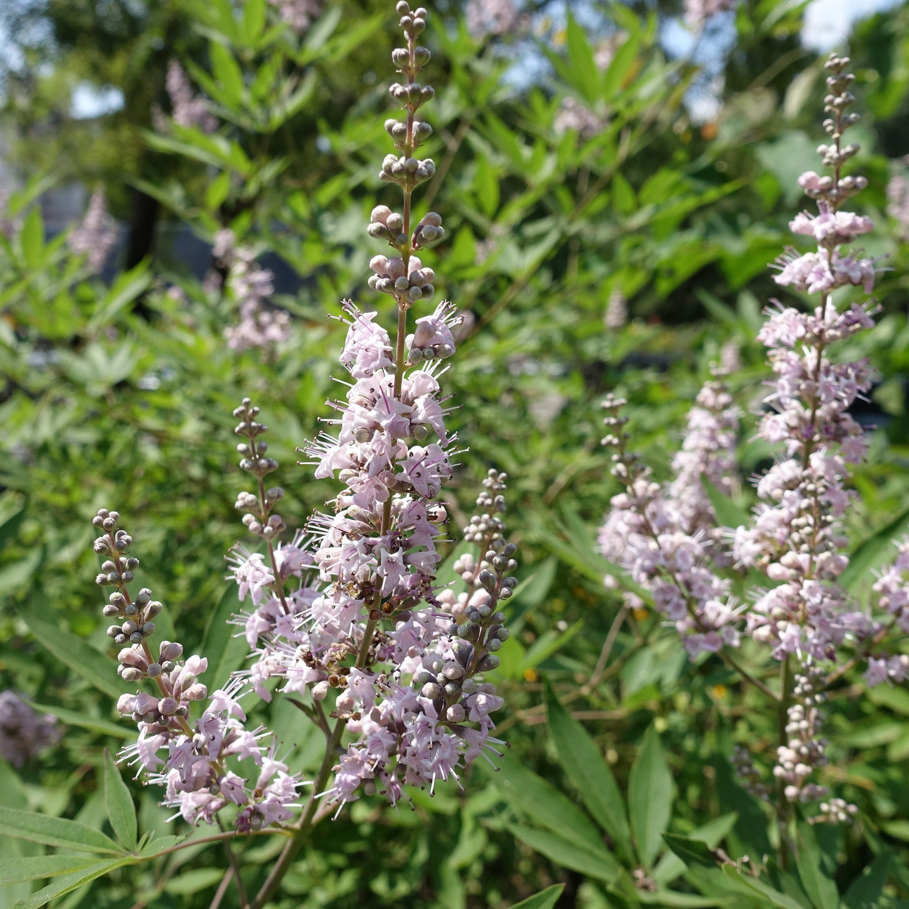 Vitex agnus-castus Pink Pinnacle - Dwerg monnikspeper Pink Pinnacle - Bloeiende heesters