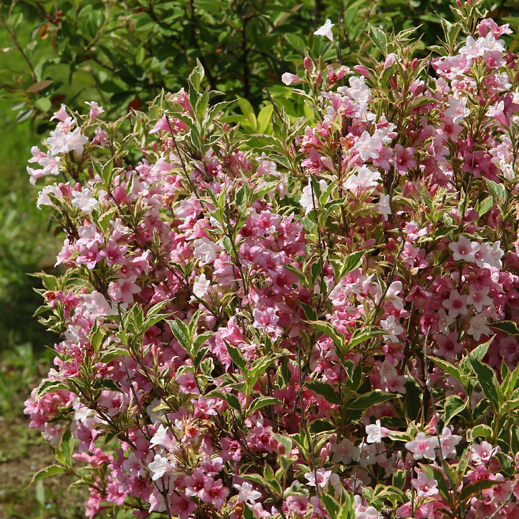 Weigelia florida Variegata - Willemse