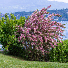 Weigelia florida Variegata - Weigela florida Variegata - Willemse